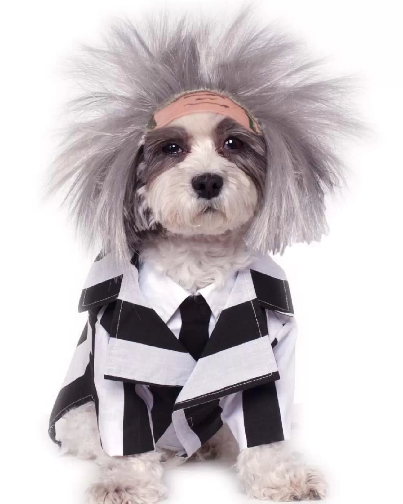 Rubies Beetlejuice Pet Costume> Horror Movies