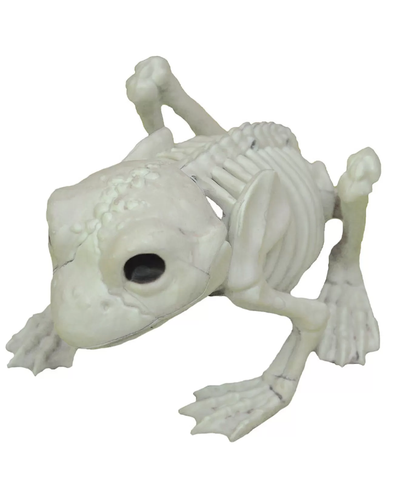 Buy Seasons Frog Skeleton> Halloween Accessories