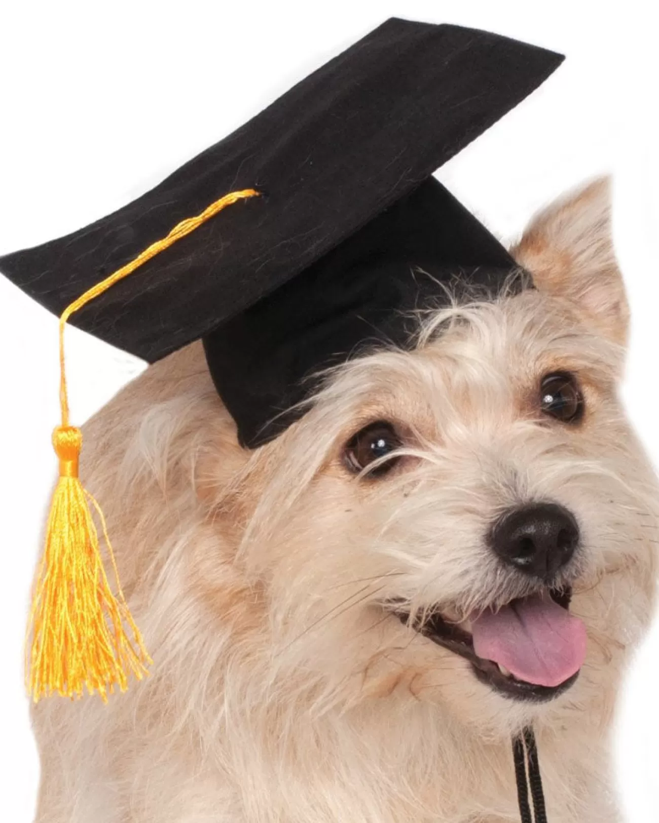 Rubies Graduation Hat Pet Costume> Halloween Hats