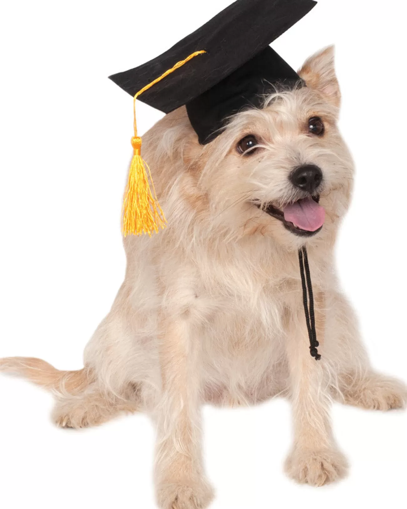 Rubies Graduation Hat Pet Costume> Halloween Hats