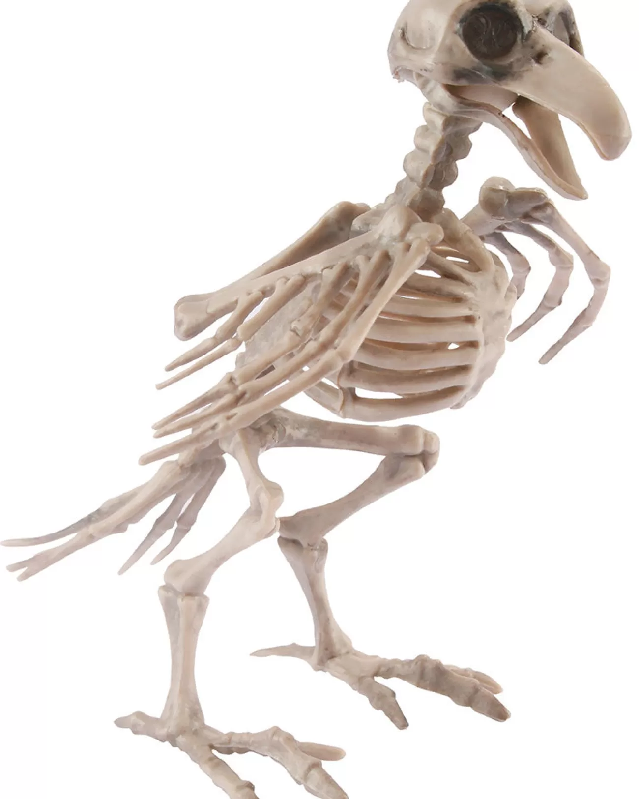 Fun World Skele-Bird 20Cm> Scary Skeletons