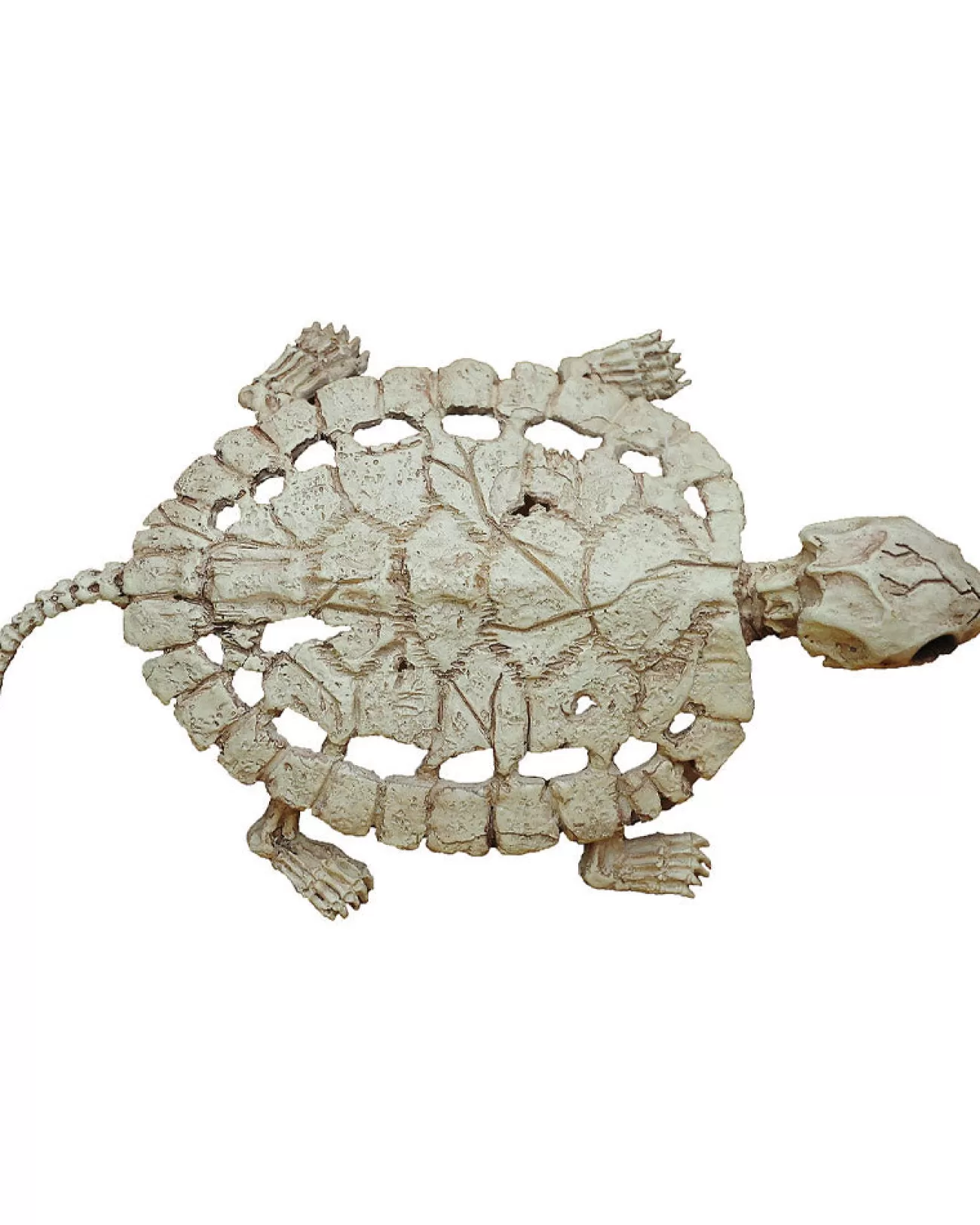 Buy Seasons Turtle Skeleton Prop 20Cm> Scary Skeletons