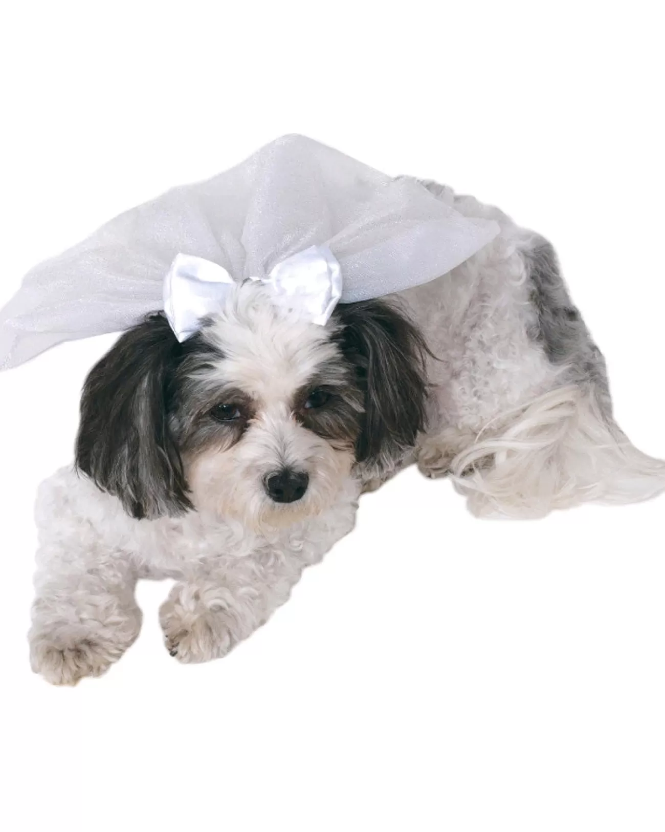 Rubies Wedding Veil Pet Costume> Halloween Hats